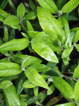 Corokia  'Geenty's Giant'